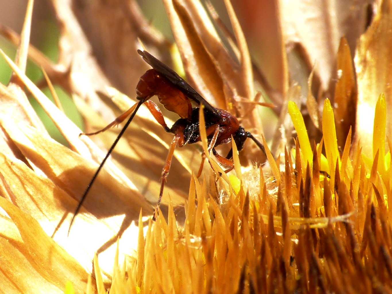 Piccolo Ichneumonidae  (o Braconidae?) su fiore di Carlina